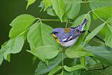 Northern Parula